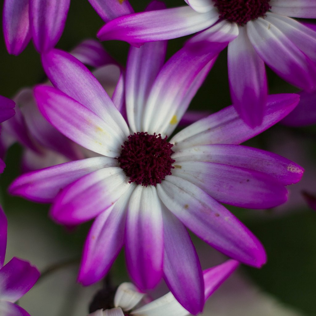 Lente in de tuin